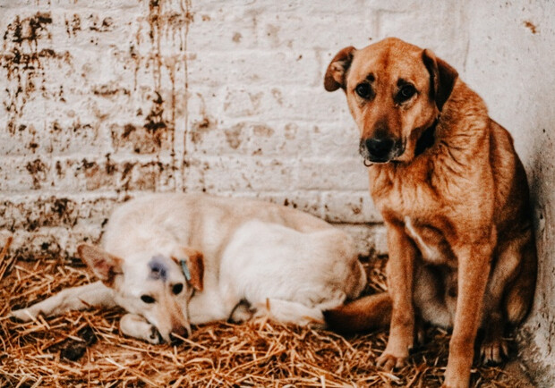 Комісія КМДА розглянула звернення зоозахисників щодо загибелі собак у Бородянці. 