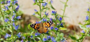 Теплые июльские дни: какая погода будет Одессе на следующей неделе