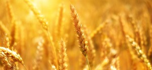 Из-за войны в Киевской области резко упала в цене земля