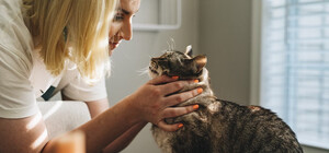 Для киян працює Telegram-бот, де можна отримати консультації ветеринарів