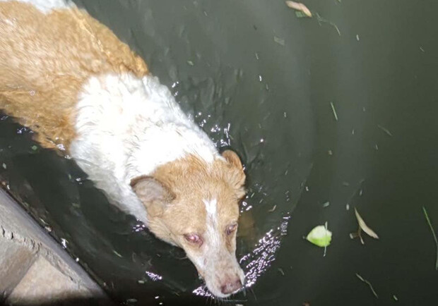 Комунальники врятували собаку, який впав у річку Либідь. 