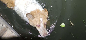 Коммунальщики спасли собаку, которая упала в реку Лыбедь