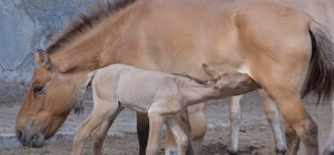 В Одеському зоопарку народилися малюки у коня Пржевальського та Угорської корови