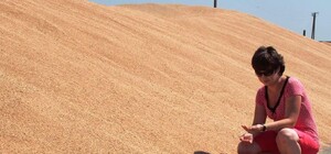 Голод не угрожает: в Одесской области закончился сбор ранних зерновых