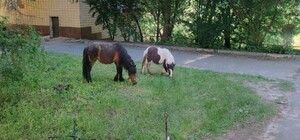 Боец ВСУ спас двух пони: их забрали в реабилитационный центр для военных