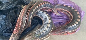 На окраине Одессы остановили машину с редкой рыбой: штраф за одну – 48 тысяч