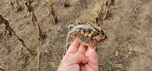 Рекорд: из-за засухи в Одесской области уже собирают урожай подсолнухов