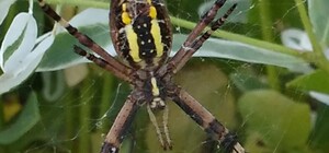 В Днепре стали чаще замечать пауков с желтыми полосами: опасны ли они
