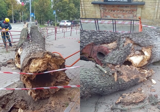 На Лукьяновке дерево упало на девушку: детали происшествия. 