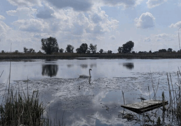 Коровье озеро в Дарницком районе объявят ландшафтным заказником местного значения. 