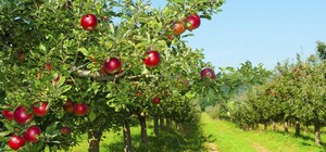 В Одесской области появится фруктовый сад более чем на 11 гектар