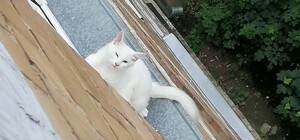 На Нивках спасли кота, застрявшего в окне 4-го этажа 