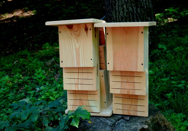 У Голосіївському парку з'явилися спеціальні будиночки для кажанів – фото. 