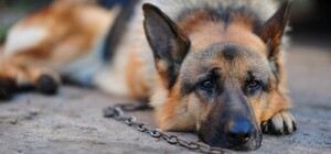 У Запоріжжі пара жорстоко побила свого собаку, бо 