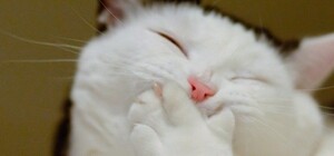 Одеський кіт вирішив використати російську танк як туалет: курйозне відео