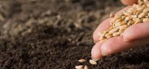 Одеські аграрії отримають насіння від ООН