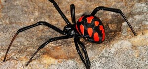 В Одесской области стартовал сезон ядовитых пауков-каракуртов