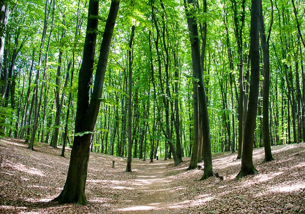 У Києві будуть вирішувати проблеми Голосіївського лісу. 