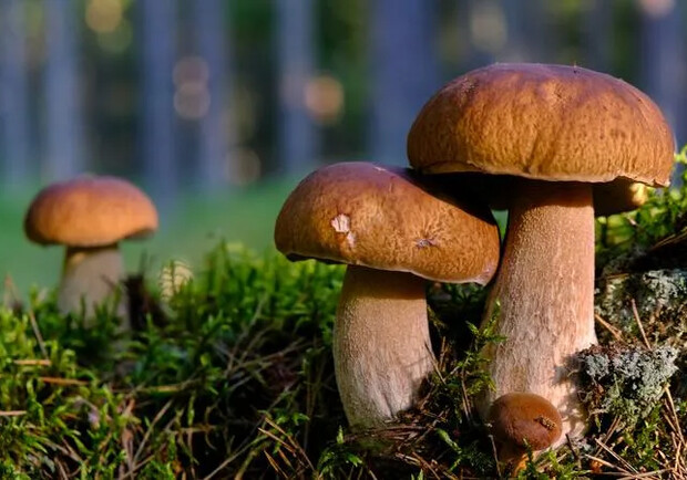 У Київскій області рекомендують цього року не збирати гриби. 