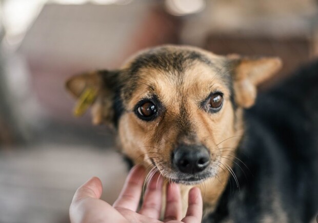 В Киеве пройдет благотворительный THAI MARKET в поддержку бездомных животных. 