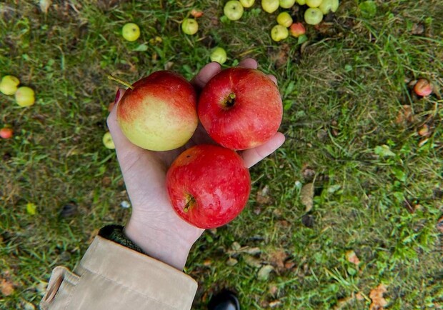 В садах ВДНГ киевлян угощают яблоками. 