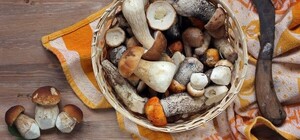 В Одесской области участились случаи отравления грибами: среди отравившихся малолетние дети