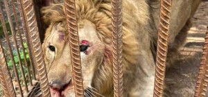 Під час обстрілів Київщини постраждав лев Брецель 