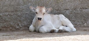 Дай имя малышу: в Одесском зоопарке объявили конкурс на лучшие имена для новорожденных животных