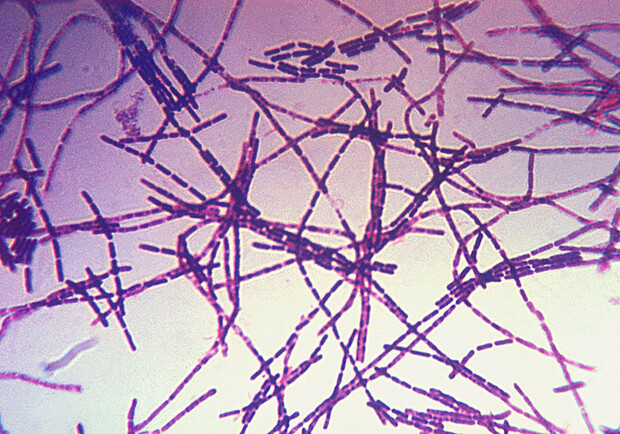 Микрофотография бацилл сибирской язвы. 