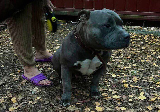 В Буче полицейские спасли собаку, которая упала в колодец. 