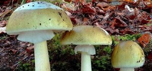 Мама в реанимации: в Днепре умерла 8-летняя девочка, которая отравилась грибами