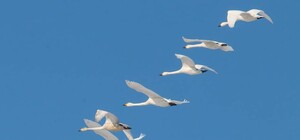 В Одеську область прилетіли рідкісні червонокнижні лебеді