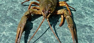 На Одещині ввели заборону на вилов раків