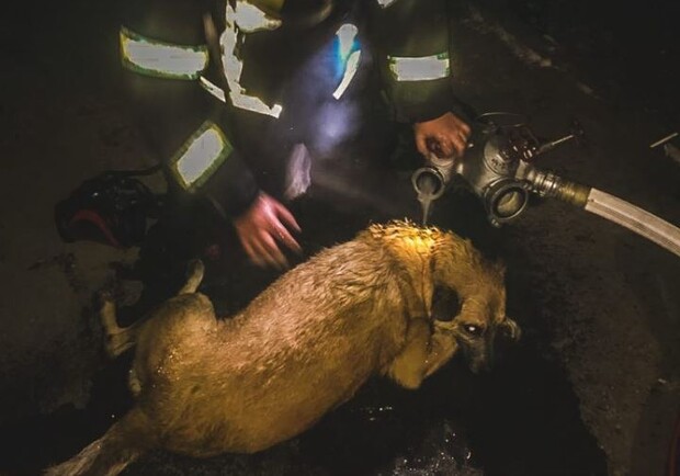 Столичные бойцы ГСЧС спасли из ледяной воды и огня двух собачек 