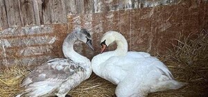 Чотирьох вбили, а двох поранили: під Києвом браконьєри постріляли лебедів