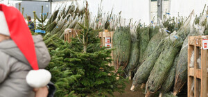 Где в Днепре открыли официальные елочные базары (адреса)