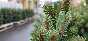 Почем в Одессе продают новогодние елки: цены