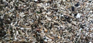 Оккупанты устроили экологическую катастрофу на Молочном лимане в Запорожской области