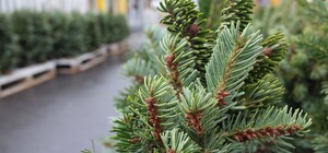 Цена — от 200 гривен: в Харькове открылись 22 елочных базара