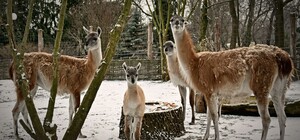 Піди подивись: в Київському зоопарку народилось дитинча гуанако 