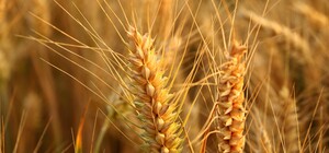 В Харьковской области отменили разрешения на вывоз агропродукции