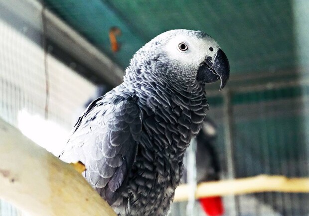 В Киевском зоопарке живут спасенные на войне попугайчики. 