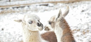 Одеський зоопарк оголосив конкурс 