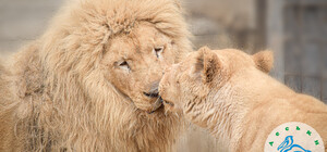 В Одеському зоопарку визначилися з парою року