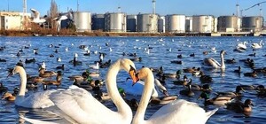 За півгодини їзди від Одеси: поромну переправу знову захопили лебеді