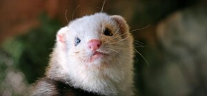 На вихідних у київському зоопарку можна буде подивитись, як годують екзотичних звірів