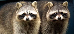 У Київському зоопарку створили 19 нових пар: як на них подивитися