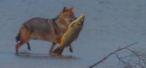 Как в Одесской области шакал поймал огромную рыбу (видео)