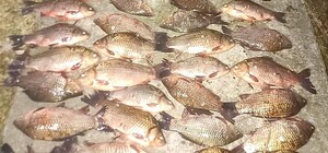 Наловив карасів на 100 тисяч гривень: мешканець Київської області займався браконьєрством