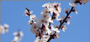 В Одесі почали цвісти дерева (фото)